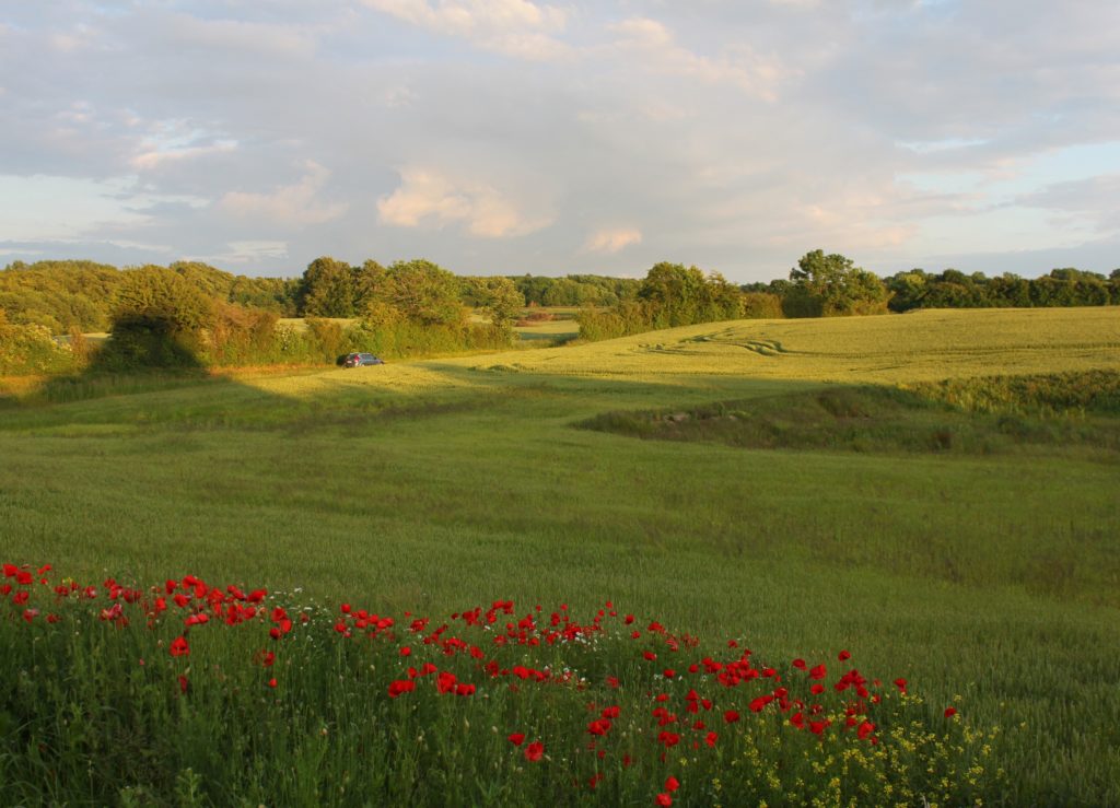 Feld mit Mohnblumen im Vordergrund im Grenzland von Dänemark.