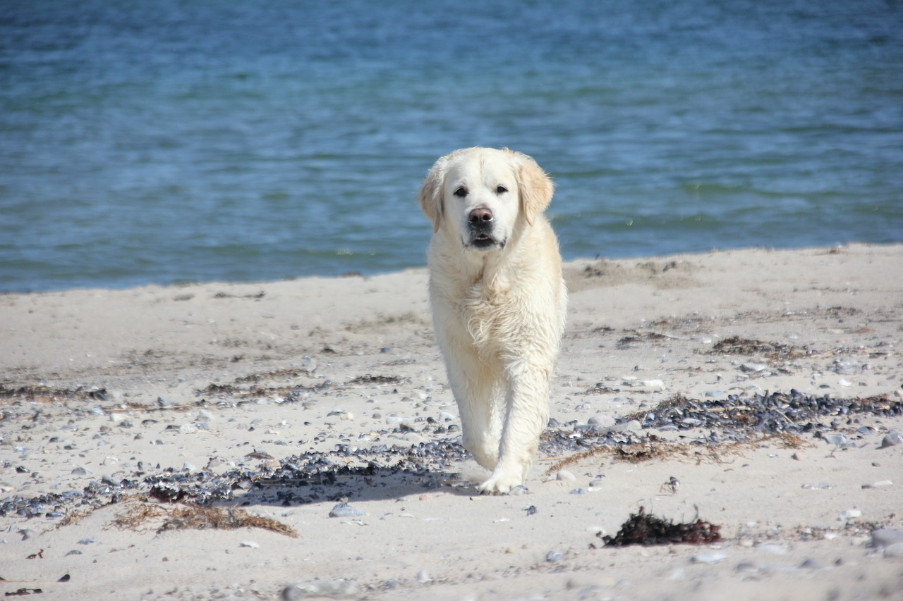 Hund am Strand in Dänemark – Foto: Pixabay