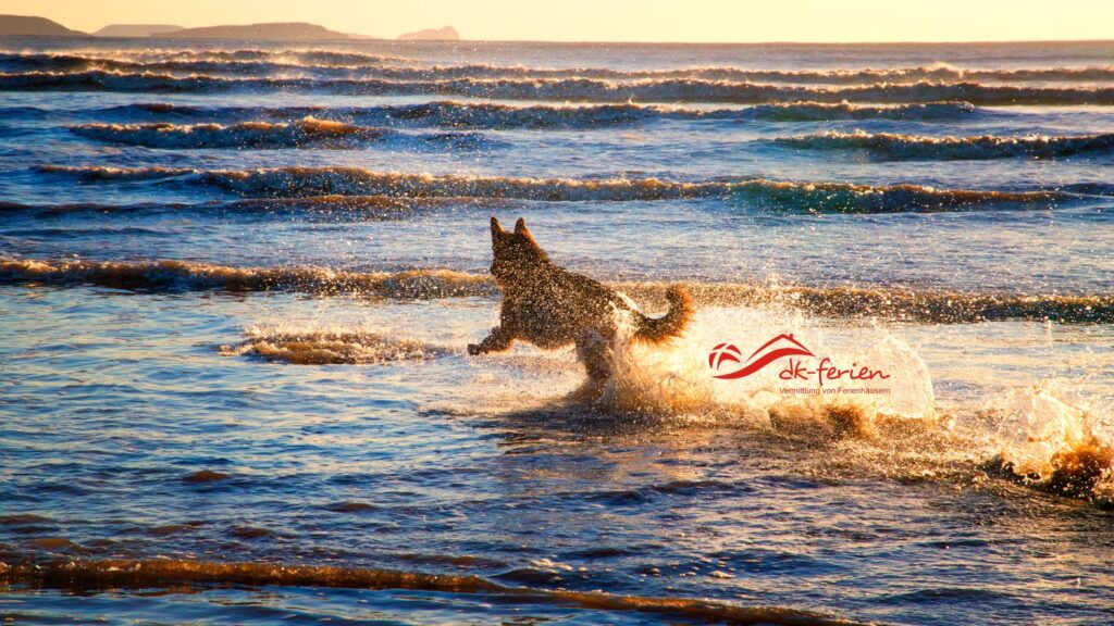 Ein Hund spielt im Meer