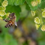 Eine Biene sammelt Pollen – Foto: Pixabay