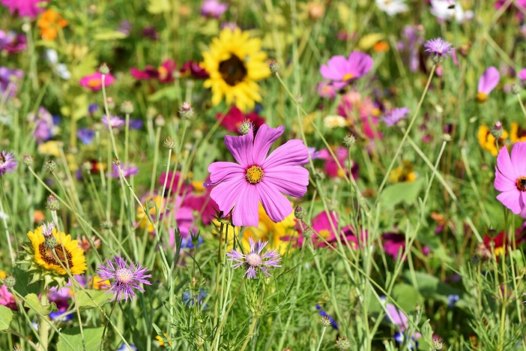 Bunte Blumenwiesen sind perfekt für Bienen – Foto: Capri23auto / Pixabay