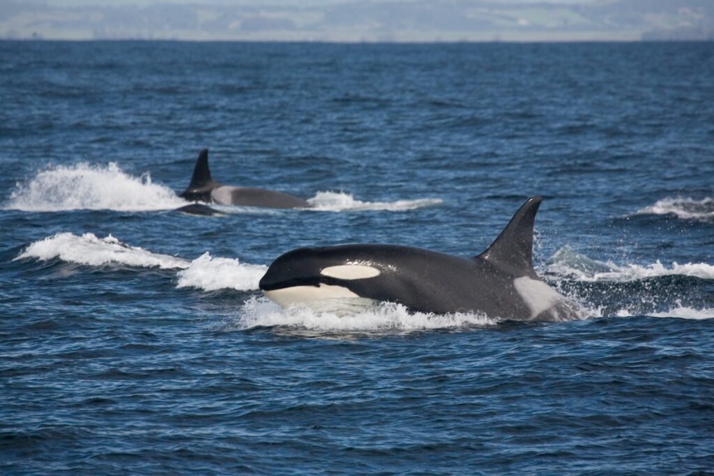 Orcas sind beeindruckende Meeresbewohner. Manchmal werden sie vor Skagen gesichtet – Foto: AdobeStock