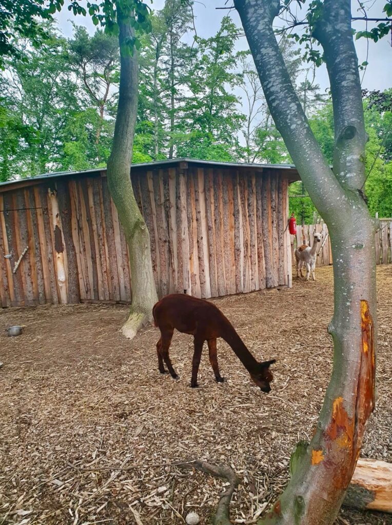 Alpakas im Mini-Zoo auf Aarø – Foto: dk-ferien