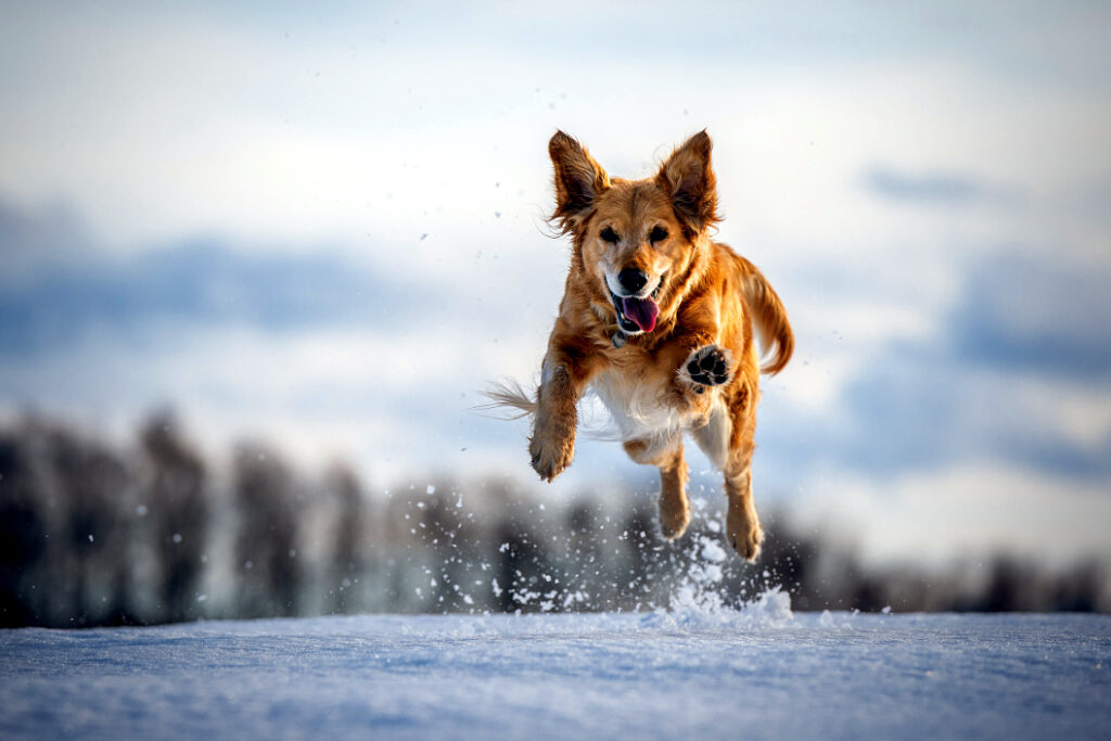 Bild von einem Hund, der beim Laufen im Schnee hoch in die Luft springt.