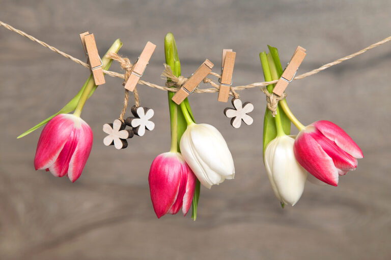 Rote und weiße Tulpen auf einer Wäscheleine als Gruß zu Himmelfahrt und Pfingsten